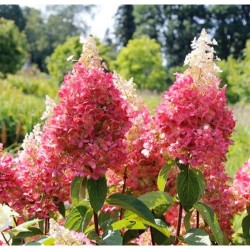Hydrangea paniculata ‘Pinky Winky’ – Bugás hortenzia
