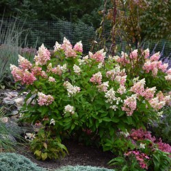 Hydrangea paniculata ‘Pinky Winky’ – Bugás hortenzia