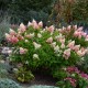Hydrangea paniculata ‘Pinky Winky’ – Bugás hortenzia