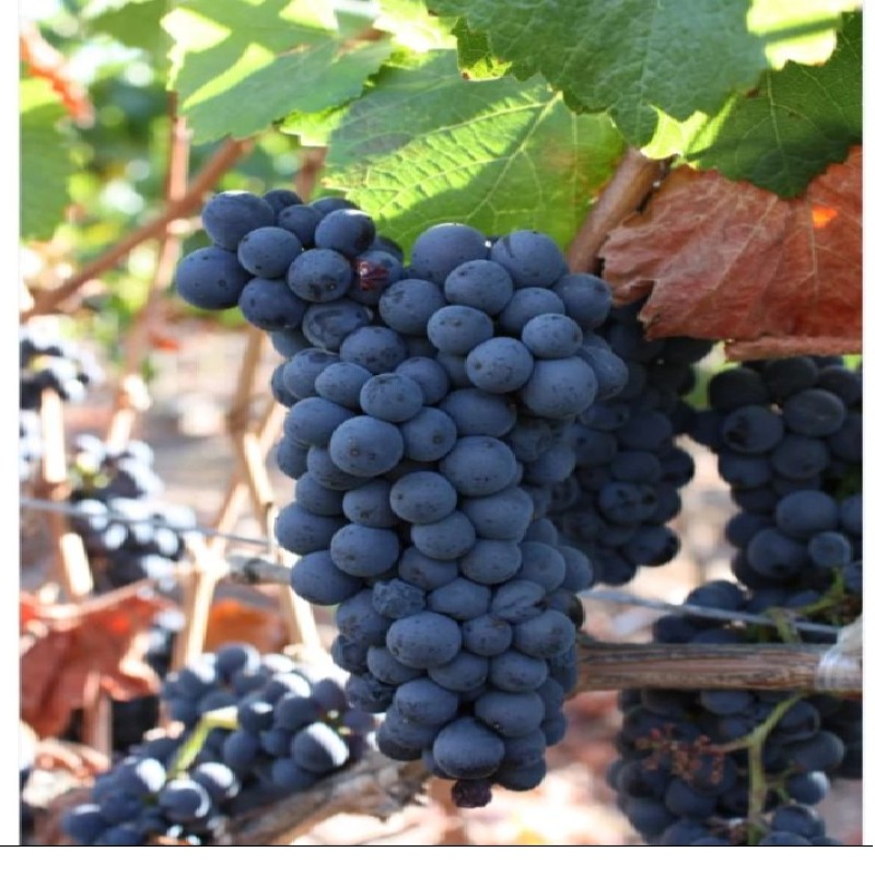 Pinot Noir Borszőlő