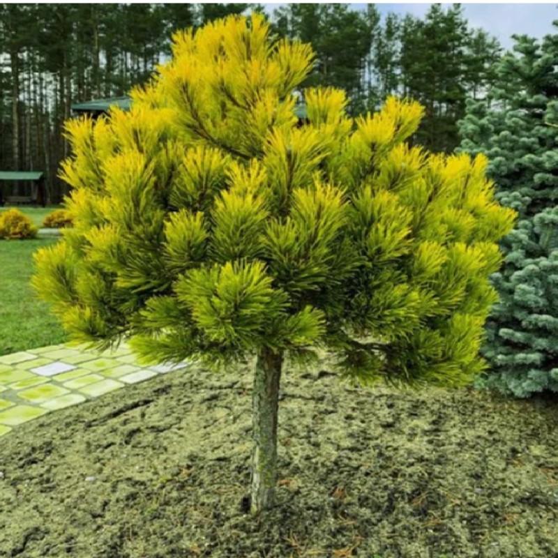 Pinus mugo ‘Wintergold’ - Aranysárga havasi törpefenyő Törzsre oltva
