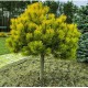 Pinus mugo ‘Wintergold’ - Aranysárga havasi törpefenyő Törzsre oltva