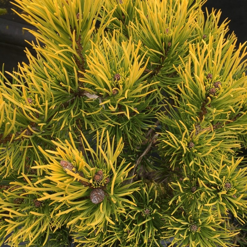 Pinus mugo ‘Wintergold’ - Aranysárga havasi törpefenyő Törzsre oltva