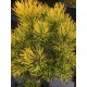 Pinus mugo ‘Wintergold’ - Aranysárga havasi törpefenyő Törzsre oltva