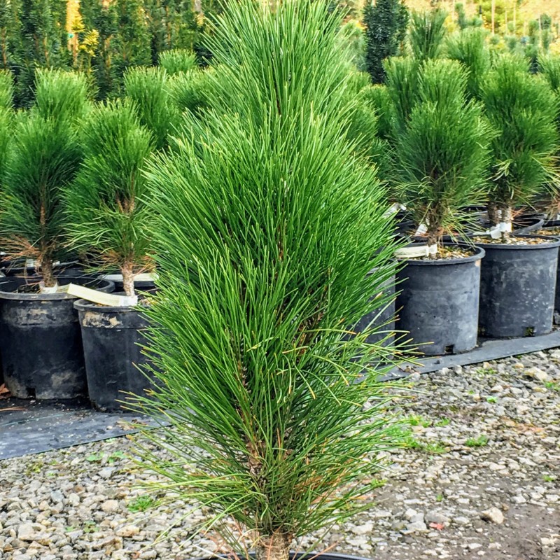 Pinus nigra ‘Green Tower’ - Oszlopos feketefenyő