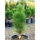 Pinus nigra ‘Green Tower’ - Oszlopos feketefenyő