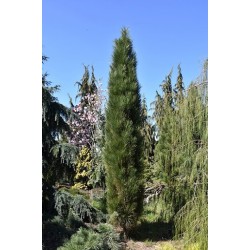 Pinus nigra ‘Green Tower’ - Oszlopos feketefenyő