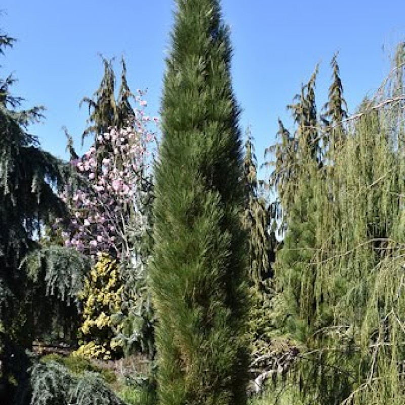 Pinus nigra ‘Green Tower’ - Oszlopos feketefenyő