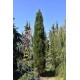 Pinus nigra ‘Green Tower’ - Oszlopos feketefenyő