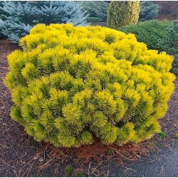 Pinus mugo ‘Wintergold’ - Aranysárga havasi törpefenyő