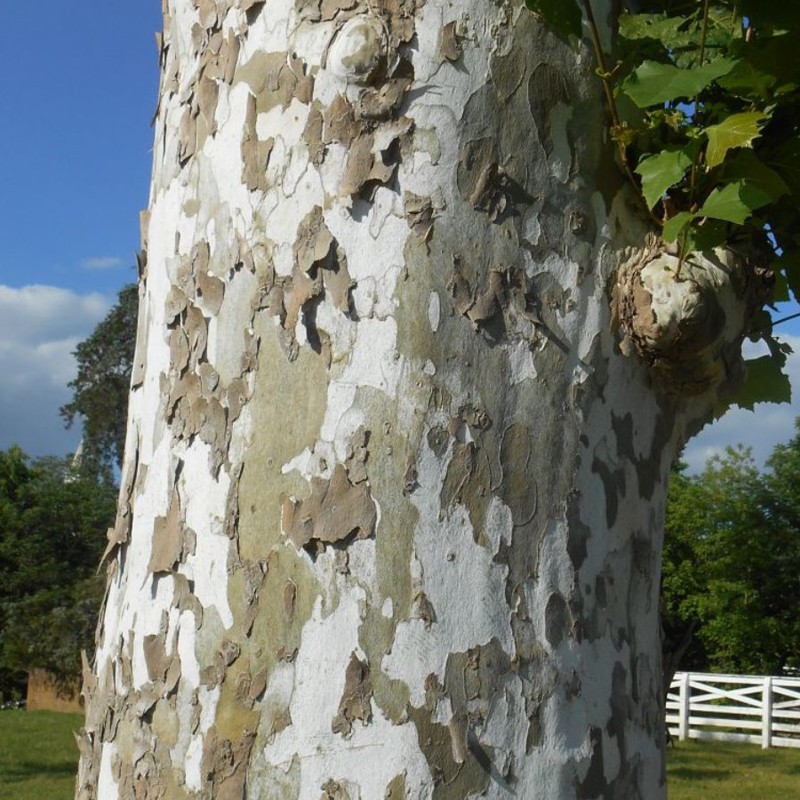 Platanus acerifolia – Juharlevelű platán