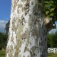 Platanus acerifolia – Juharlevelű platán