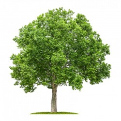 Platanus acerifolia – Juharlevelű platán