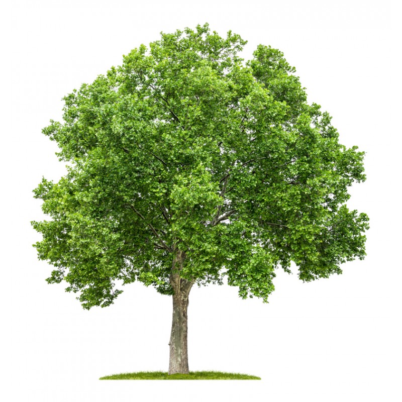 Platanus acerifolia – Juharlevelű platán