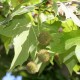 Platanus acerifolia – Juharlevelű platán