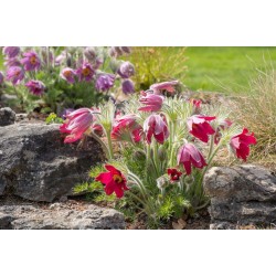 Pulsatilla vulgaris ‘Rote Glocke’ - Piros Nyugati kökörcsin