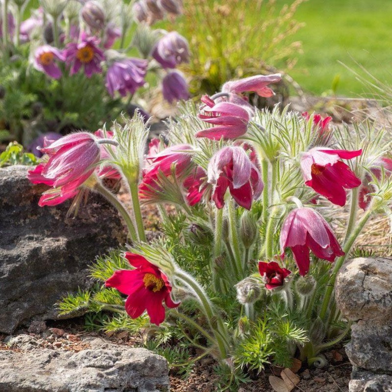 Pulsatilla vulgaris ‘Rote Glocke’ - Piros Nyugati kökörcsin