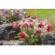Pulsatilla vulgaris ‘Rote Glocke’ - Piros Nyugati kökörcsin
