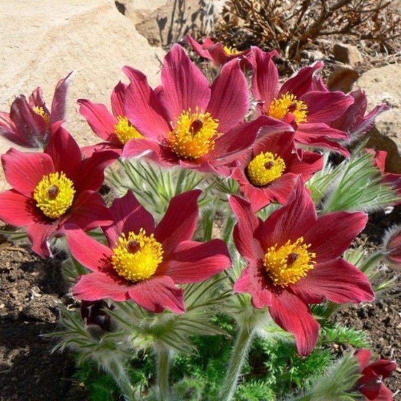Pulsatilla vulgaris ‘Rote Glocke’ - Piros Nyugati kökörcsin