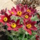 Pulsatilla vulgaris ‘Rote Glocke’ - Piros Nyugati kökörcsin