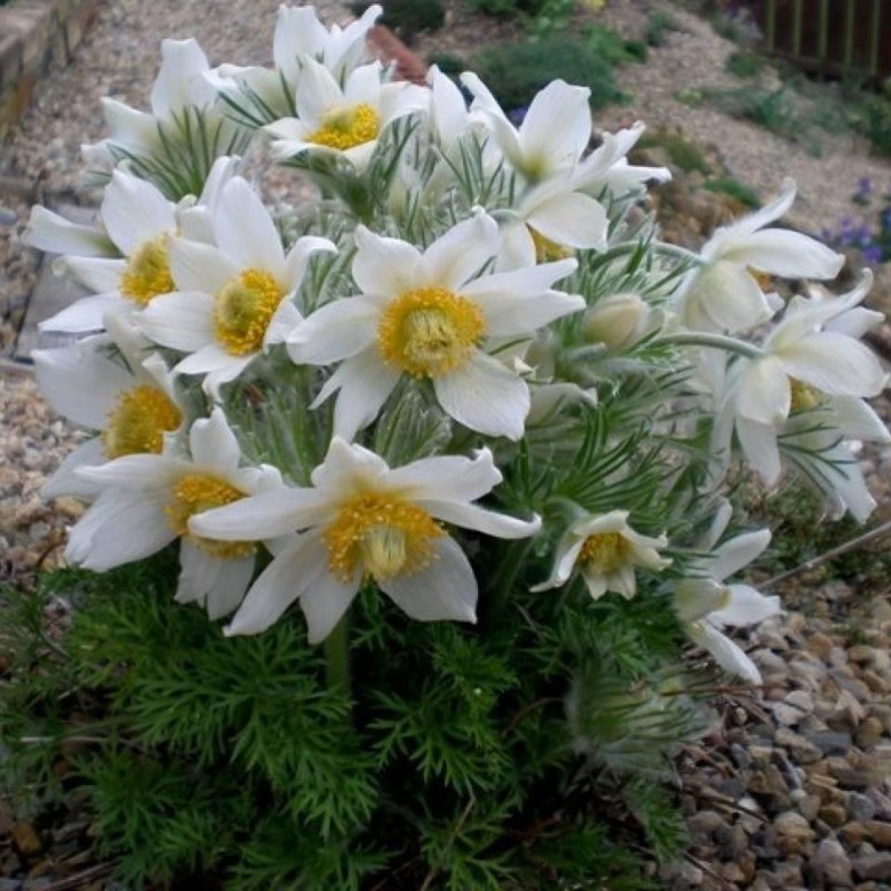 Pulsatilla vulgaris 'Pulsar White' – fehér virágú nyugati kökörcsin