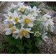 Pulsatilla vulgaris 'Pulsar White' – fehér virágú nyugati kökörcsin
