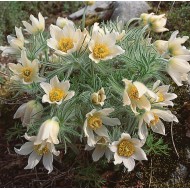 Pulsatilla vulgaris 'Pulsar White' – fehér virágú nyugati kökörcsin