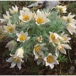 Pulsatilla vulgaris 'Pulsar White' – fehér virágú nyugati kökörcsin