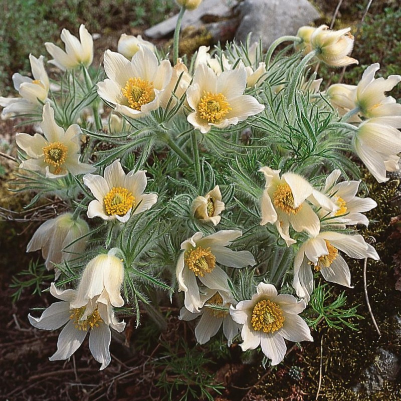 Pulsatilla vulgaris 'Pulsar White' – fehér virágú nyugati kökörcsin
