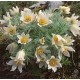Pulsatilla vulgaris 'Pulsar White' – fehér virágú nyugati kökörcsin