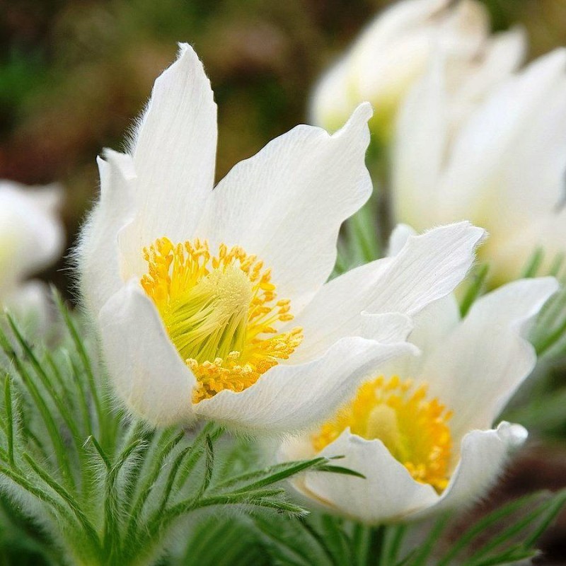 Pulsatilla vulgaris 'Pulsar White' – fehér virágú nyugati kökörcsin