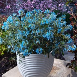 Corydalis ‘Porcelain Blue’ - Keltike