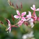 Oenothera lindheimeri ‘Siskiyou Pink’ – rózsaszín díszgyertya (Gaura)