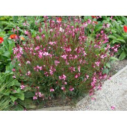 Oenothera lindheimeri ‘Siskiyou Pink’ – rózsaszín díszgyertya (Gaura)