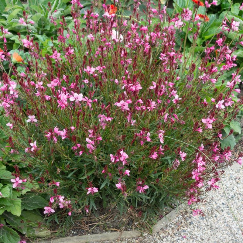 Oenothera lindheimeri ‘Siskiyou Pink’ – rózsaszín díszgyertya (Gaura)