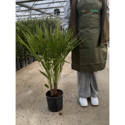 Chamaerops humilis - Európai törpepálma C10