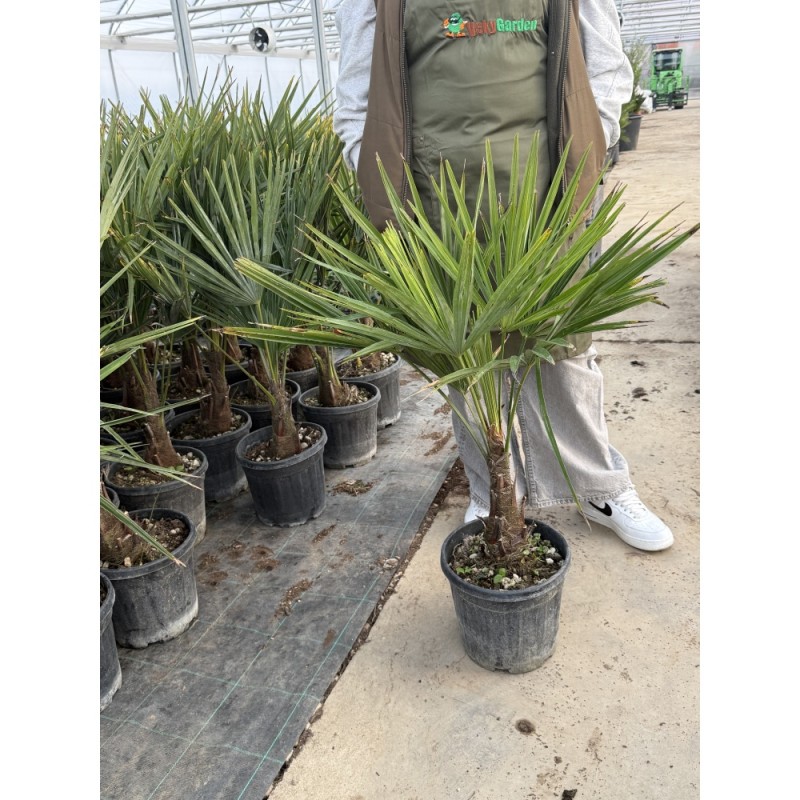 Chamaerops excelsa - Kínai legyezőpálma  C10