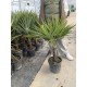 Chamaerops excelsa - Kínai legyezőpálma  C10
