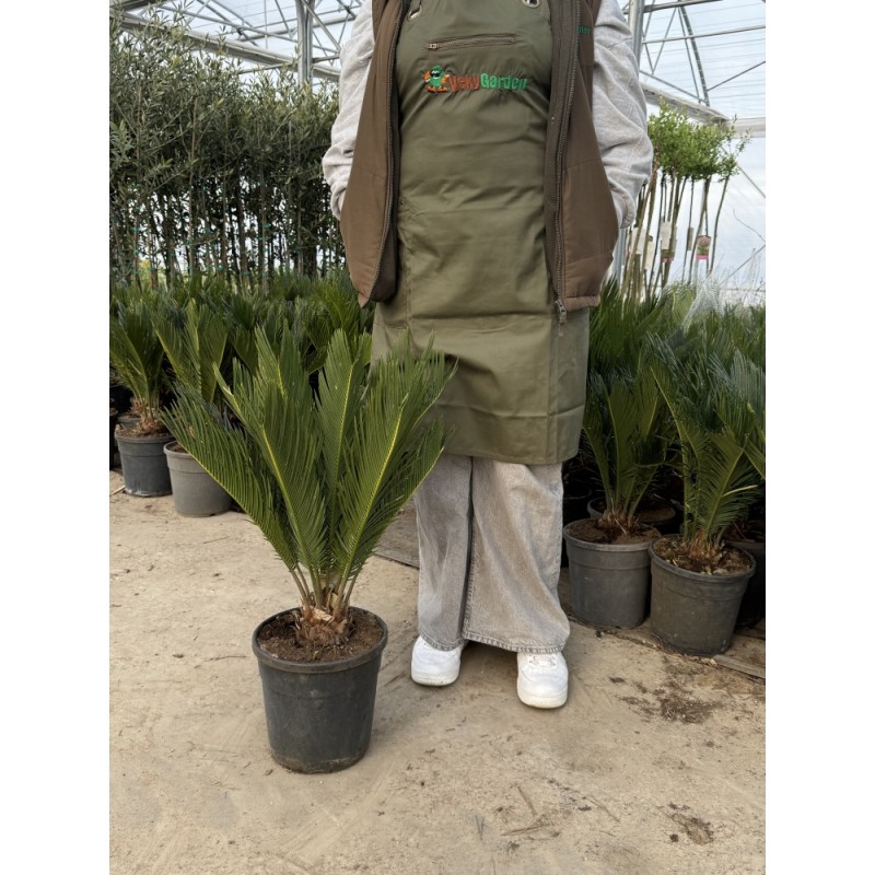 Cycas revoluta - Szágópálma 