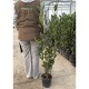 Laurus nobilis – Babér (nemes babér)