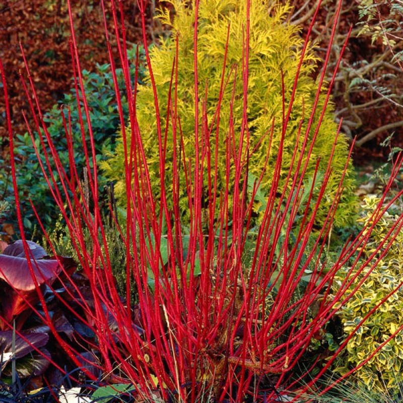 Cornus alba 'Sibirica Variegata' - Fehértarka som