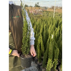 Cupressus Sempervirens Totem - Toszkán Ciprus C3