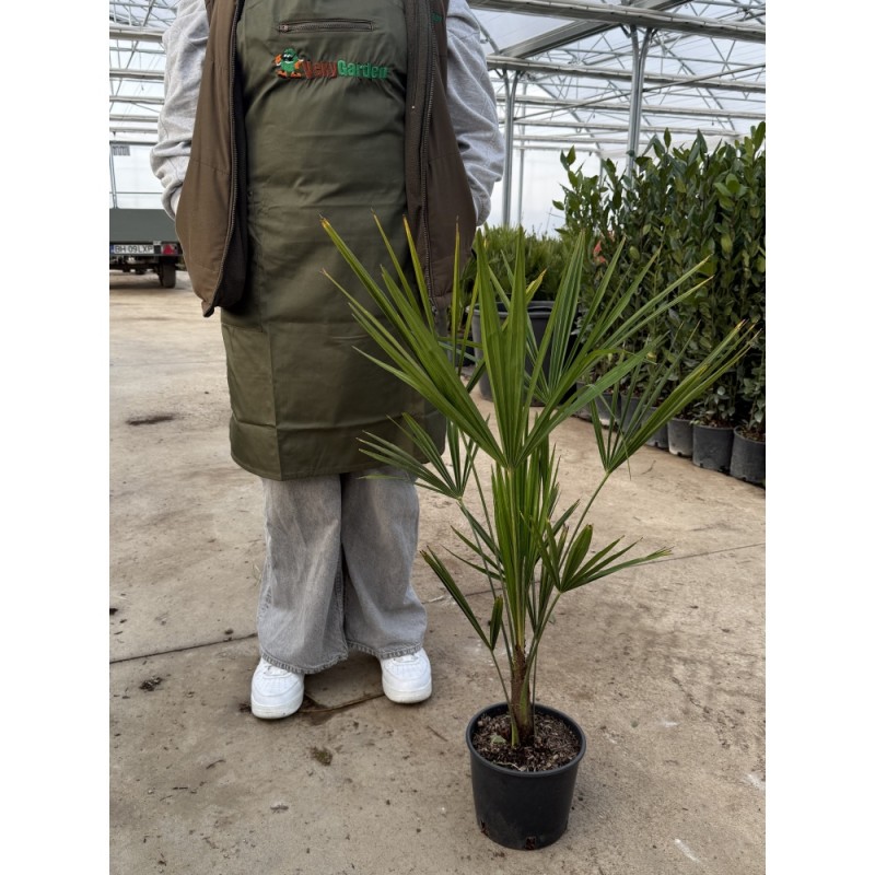 Chamaerops excelsa - Kínai legyezőpálma C3