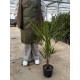 Chamaerops excelsa - Kínai legyezőpálma C3