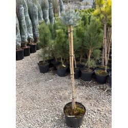 Picea pungens 'Glauca Globosa' – Törpe gömb ezüstfenyő Törzsre oltva