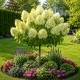 Hydrangea paniculata 'Limelight' fa - Bugás Hortenzia 90-100cm C5