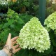 Hydrangea paniculata 'Limelight' fa - Bugás Hortenzia 90-100cm C5