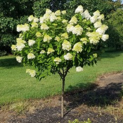 Hydrangea paniculata 'Limelight' fa - Bugás Hortenzia 90-100cm C5