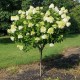 Hydrangea paniculata 'Limelight' fa - Bugás Hortenzia 90-100cm C5