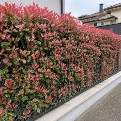Photinia Pink Crispy - Márványmintás tarka levelű korallberkenye
